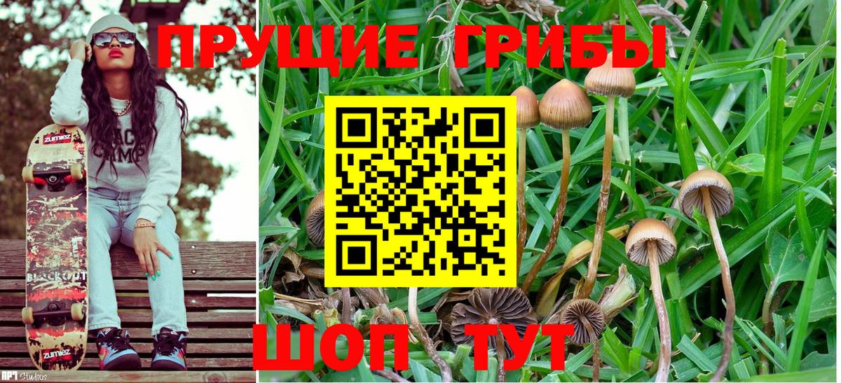 Псилоцибиновые грибы Psilocybe Евпатория